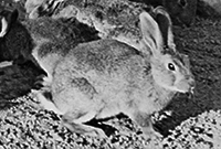 rabbits introduced eureka stockade moments featured