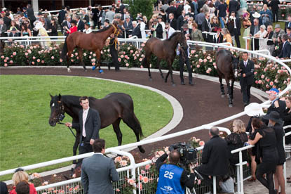 The 2010 popular favourite, So You Think, is led around the Parade Ring before the big race.