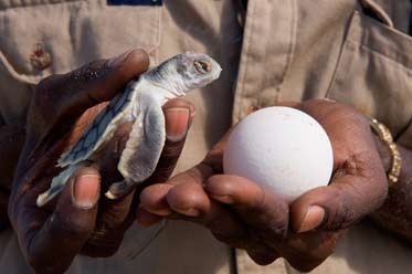 A baby turtle and an egg being held in the hands of a Dhimurru Ranger.