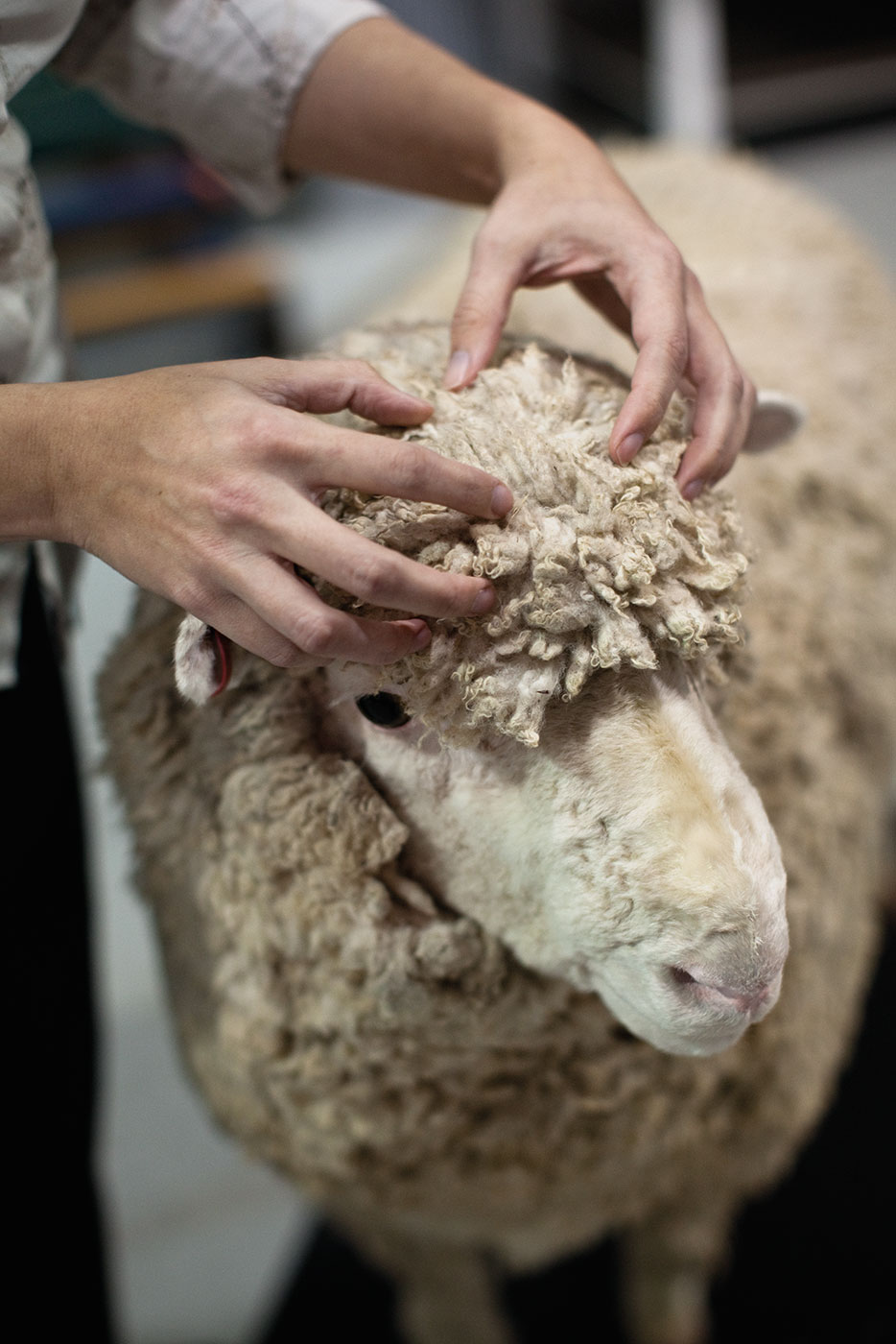 A close-up shot showing two hands extending from the left to part the fleece on the head of a taxidermied sheep. The sheep's snout and head are clearly visible.