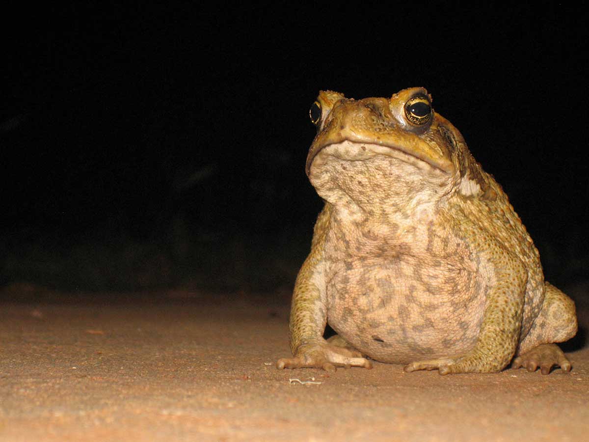 Cane Toads Eating